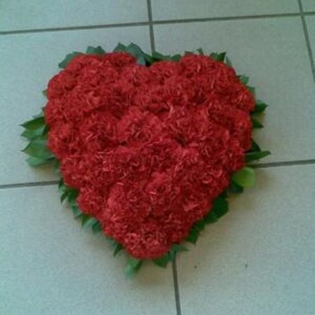 Nelkenherz Oasis 30 cm